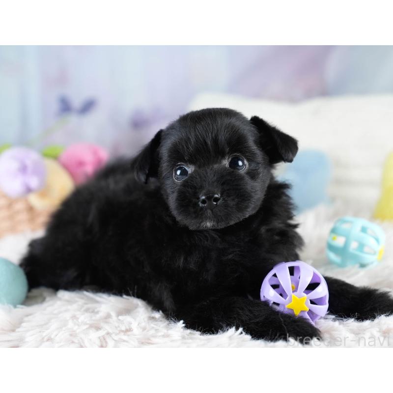 販売中の栃木県のポメプー:ポメラニアン×トイプードル-430492の7枚目