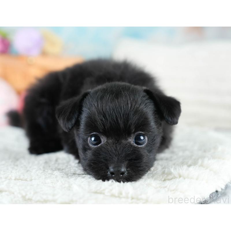 販売中の栃木県のポメプー:ポメラニアン×トイプードル-430492の6枚目