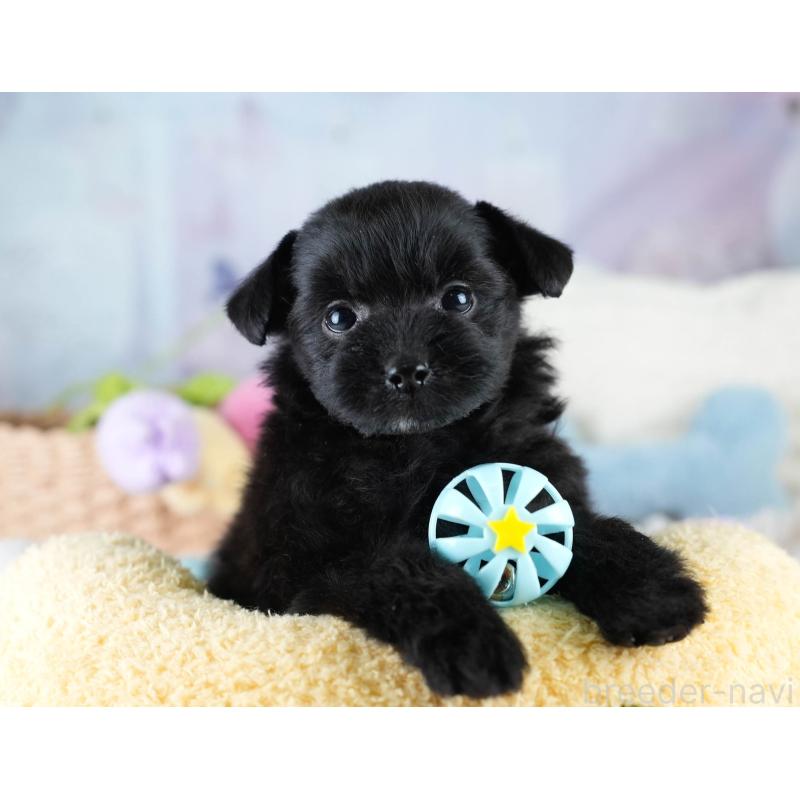 販売中の栃木県のポメプー:ポメラニアン×トイプードル-430492の5枚目