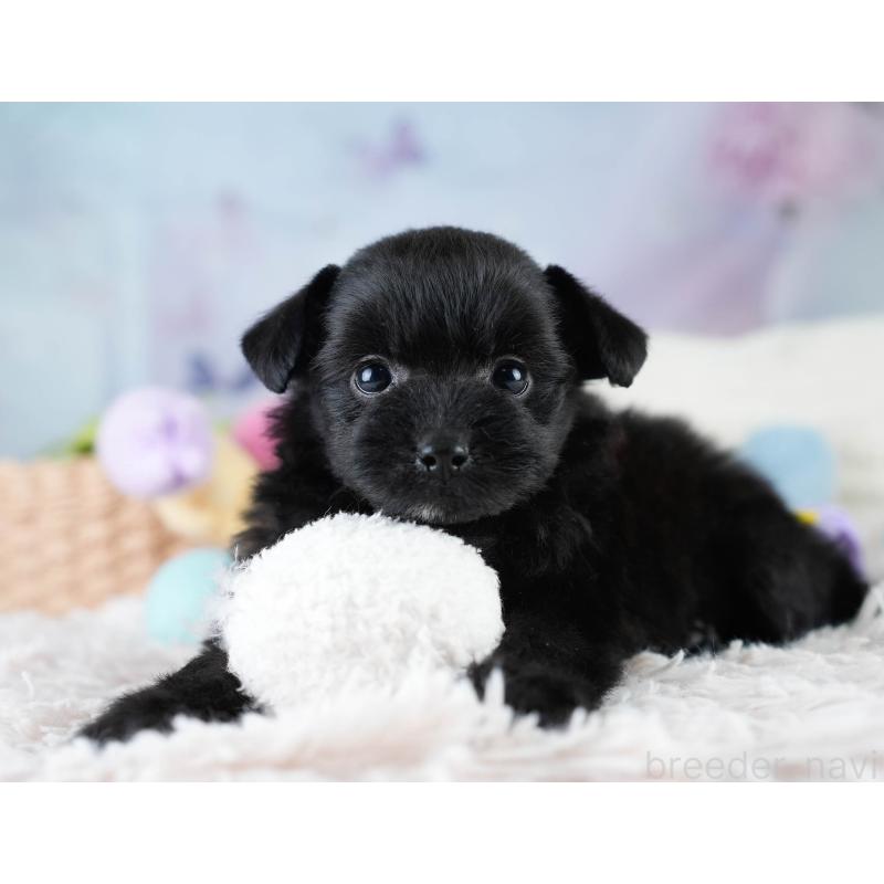 販売中の栃木県のポメプー:ポメラニアン×トイプードル-430492の4枚目