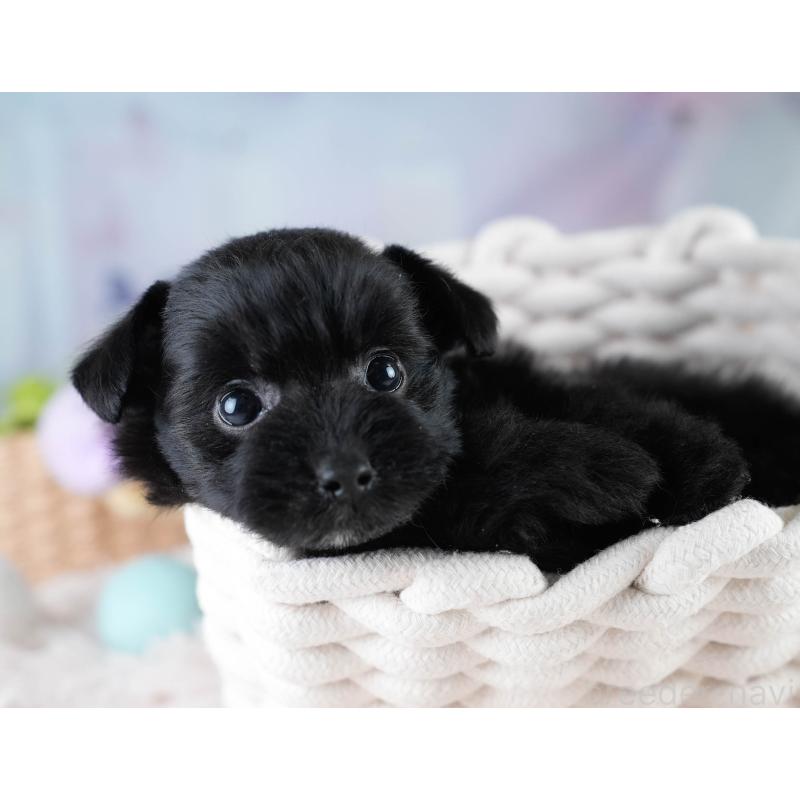 販売中の栃木県のポメプー:ポメラニアン×トイプードル-430492の3枚目