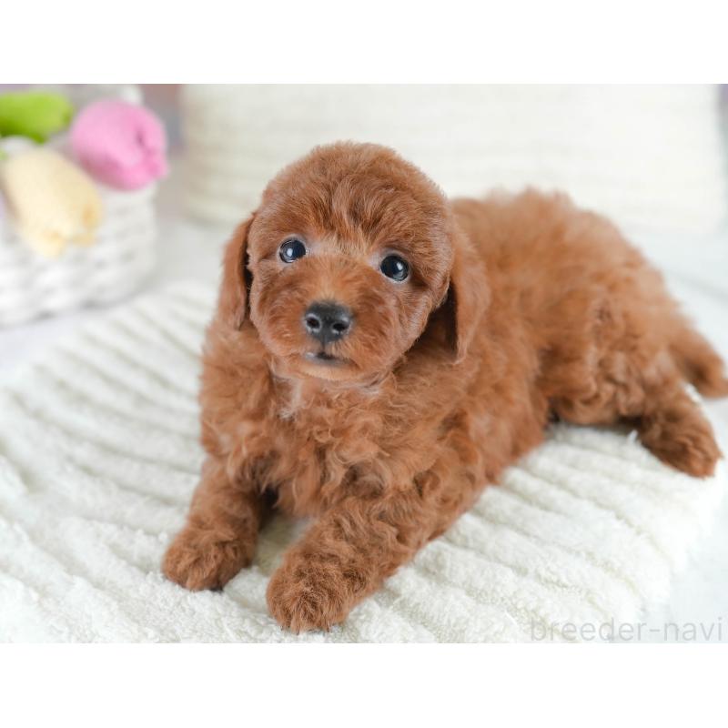 販売中の栃木県のトイプードル-430495の11枚目