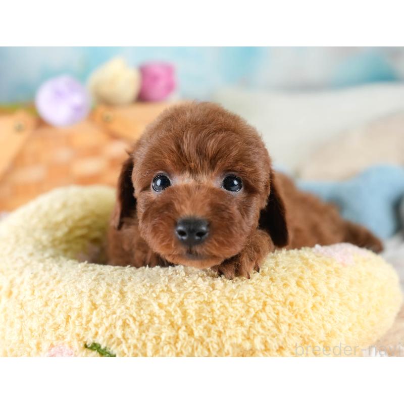 販売中の栃木県のトイプードル-430495の8枚目