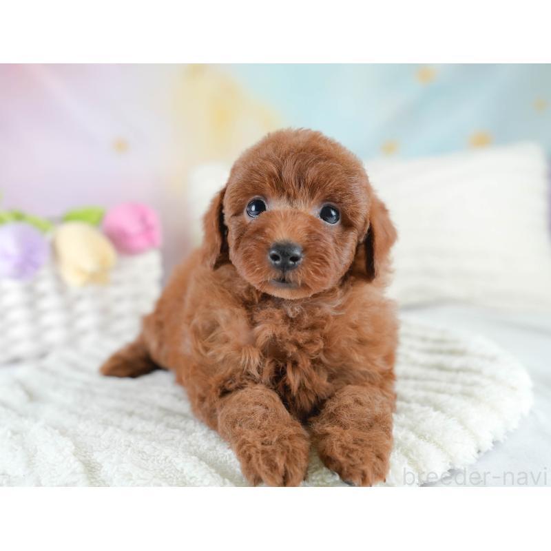 販売中の栃木県のトイプードル-430495の5枚目