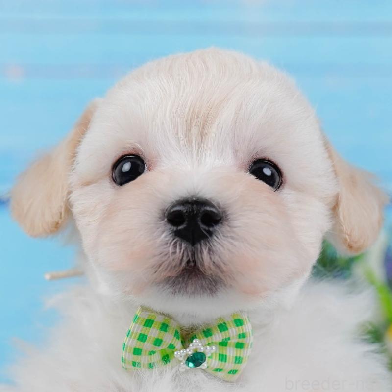 販売中の神奈川県のマルプー:マルチーズ×トイプードル-430042