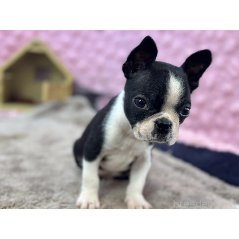 販売中の茨城県のボストンテリア-430041の16枚目