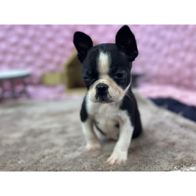 販売中の茨城県のボストンテリア-430041の11枚目