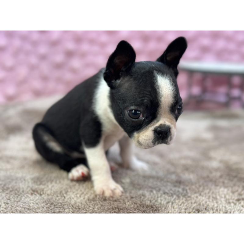 販売中の茨城県のボストンテリア-430041の12枚目