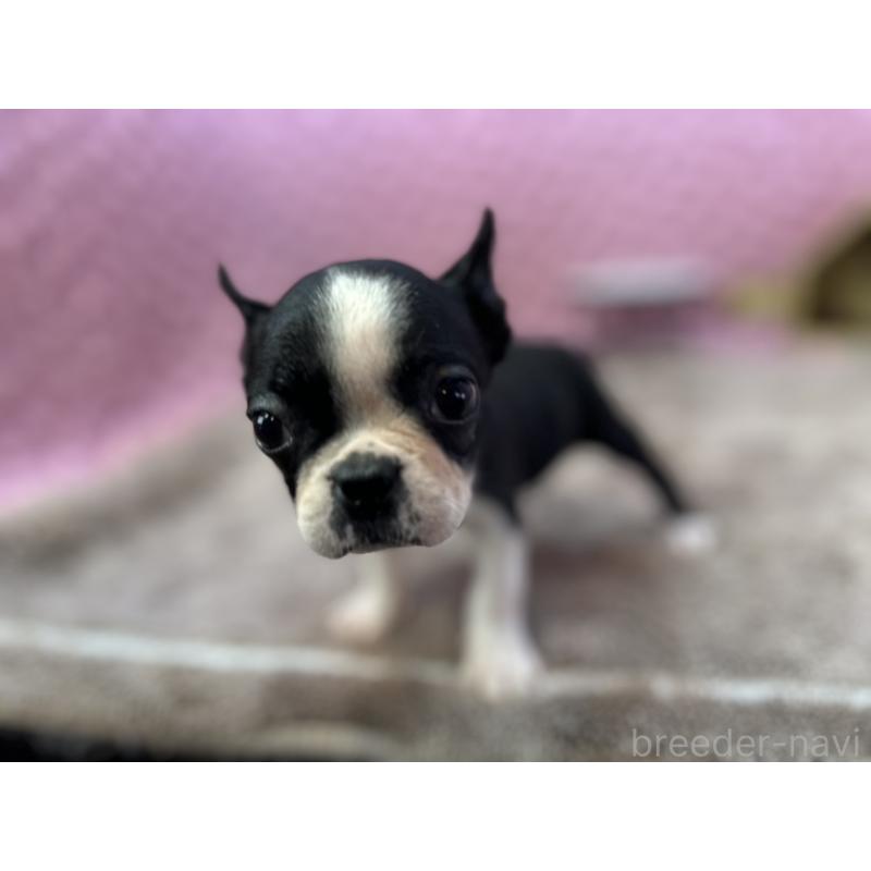 販売中の茨城県のボストンテリア-430041の8枚目