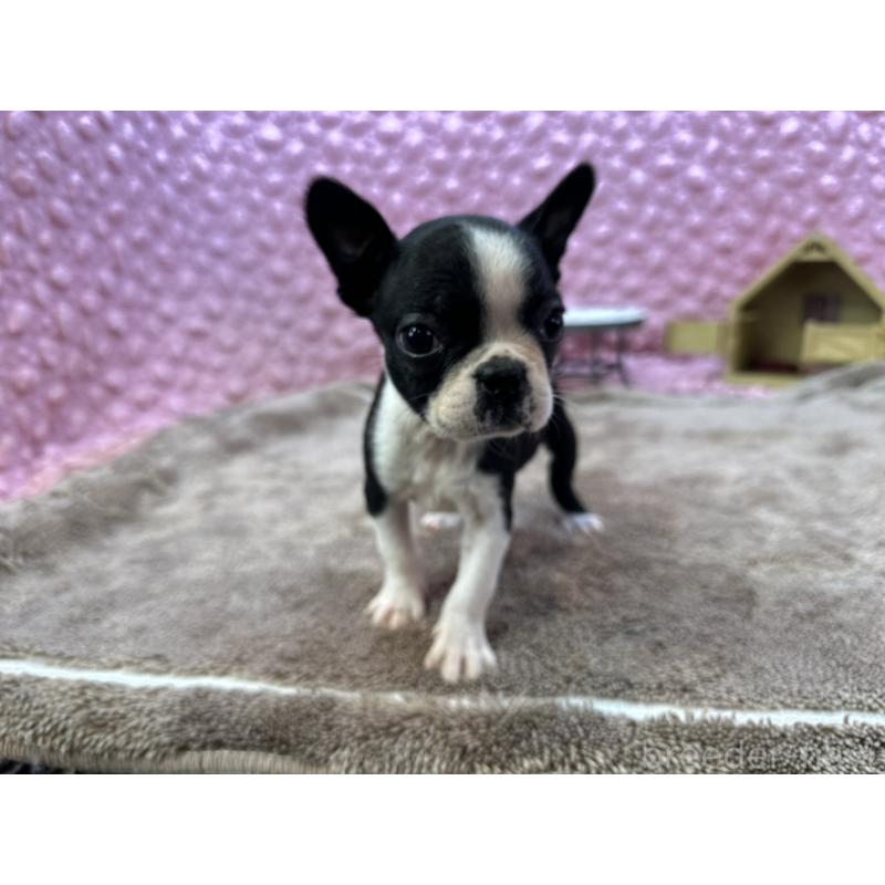 販売中の茨城県のボストンテリア-430041の7枚目