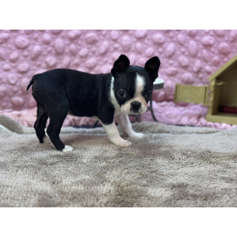 販売中の茨城県のボストンテリア-430041の6枚目