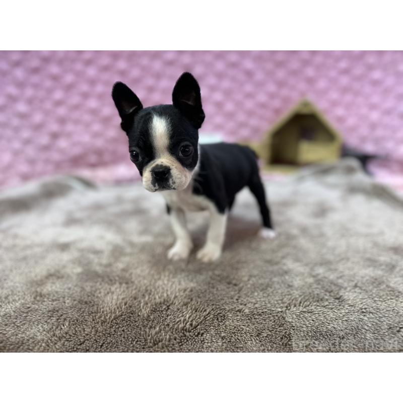 販売中の茨城県のボストンテリア-430041の3枚目