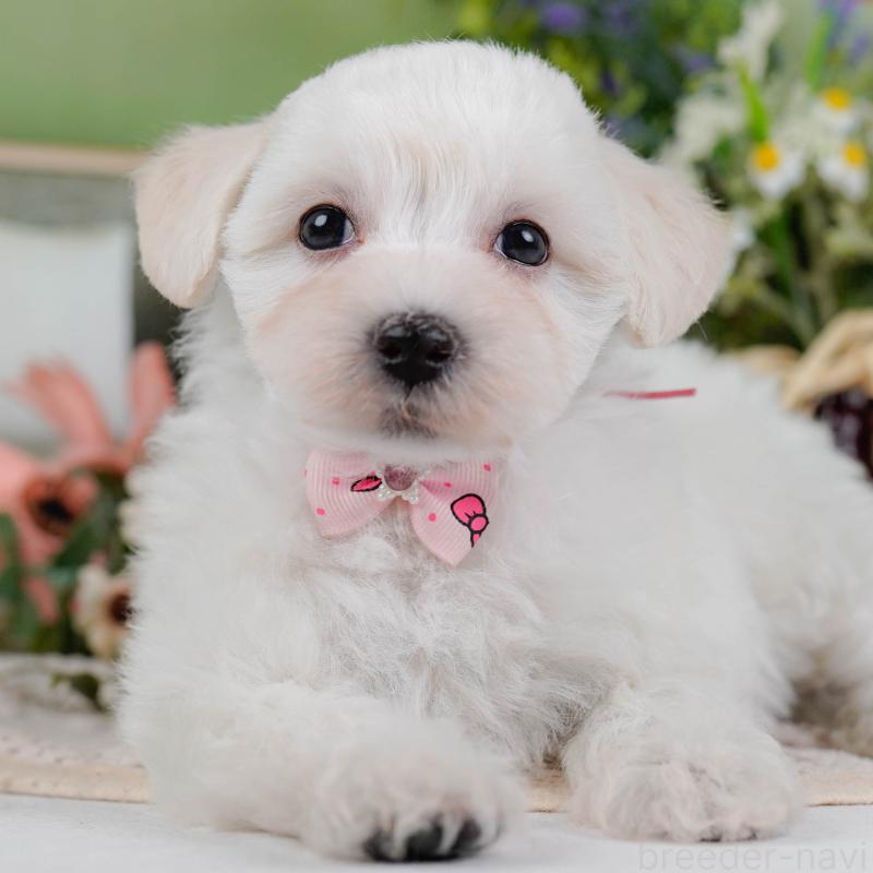 販売中の神奈川県のマルプー:マルチーズ×トイプードル-430043