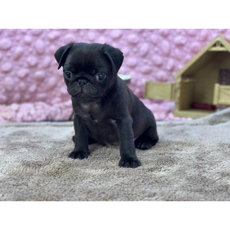 販売中の茨城県のパグ-430044の12枚目