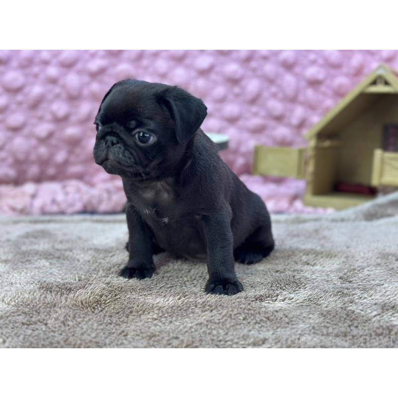 販売中の茨城県のパグ-430044の11枚目