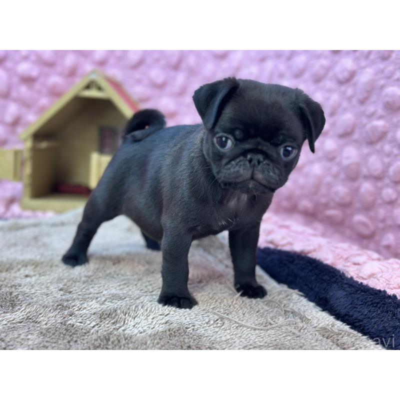 販売中の茨城県のパグ-430044の1枚目