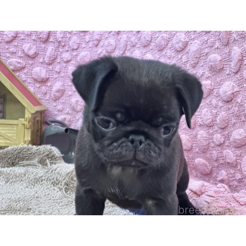 販売中の茨城県のパグ-430044の10枚目