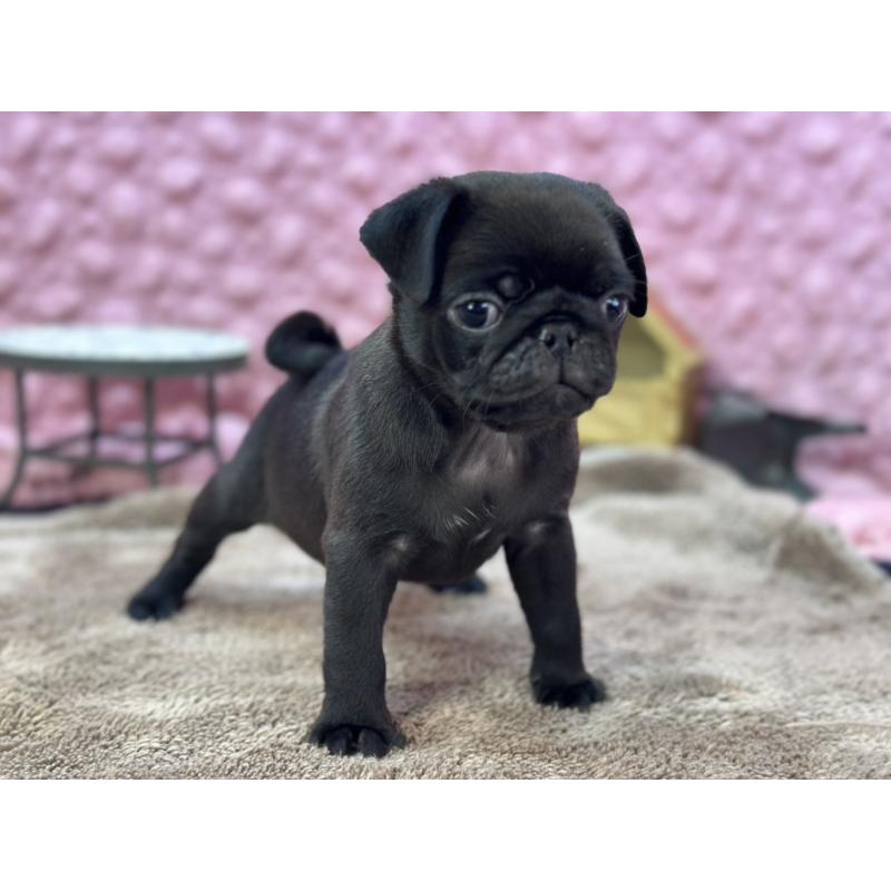 販売中の茨城県のパグ-430044の9枚目