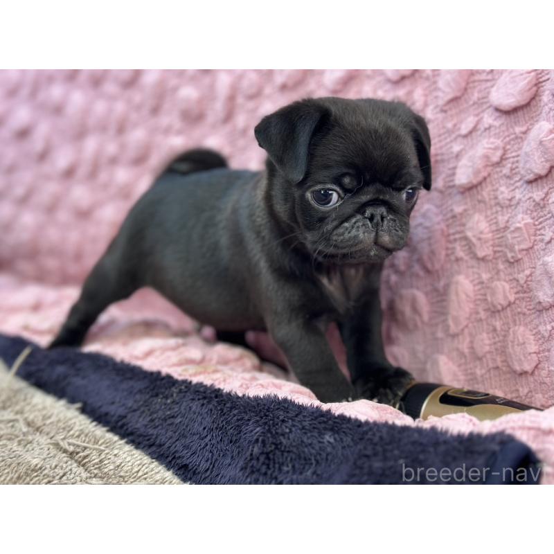 販売中の茨城県のパグ-430044の8枚目