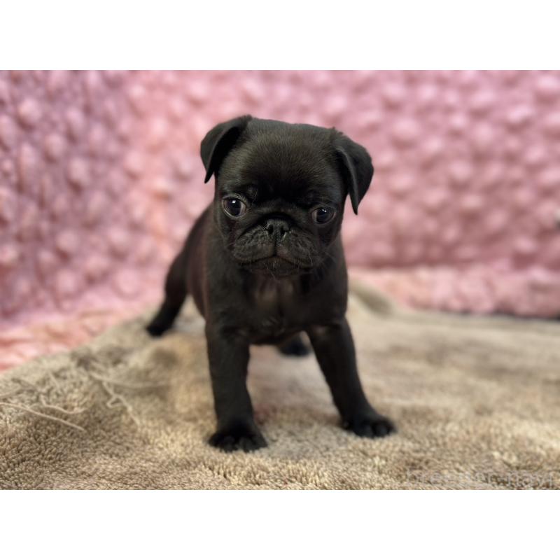 販売中の茨城県のパグ-430044の6枚目