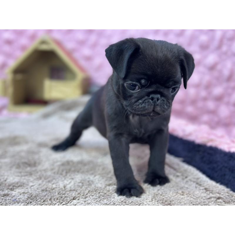 販売中の茨城県のパグ-430044の5枚目