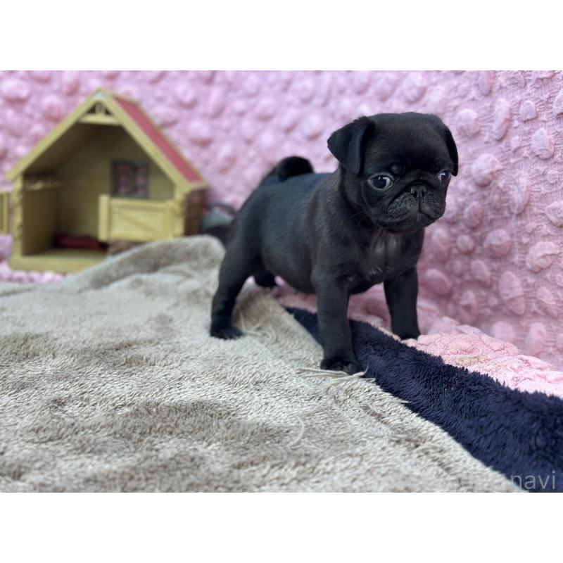 販売中の茨城県のパグ-430044の4枚目