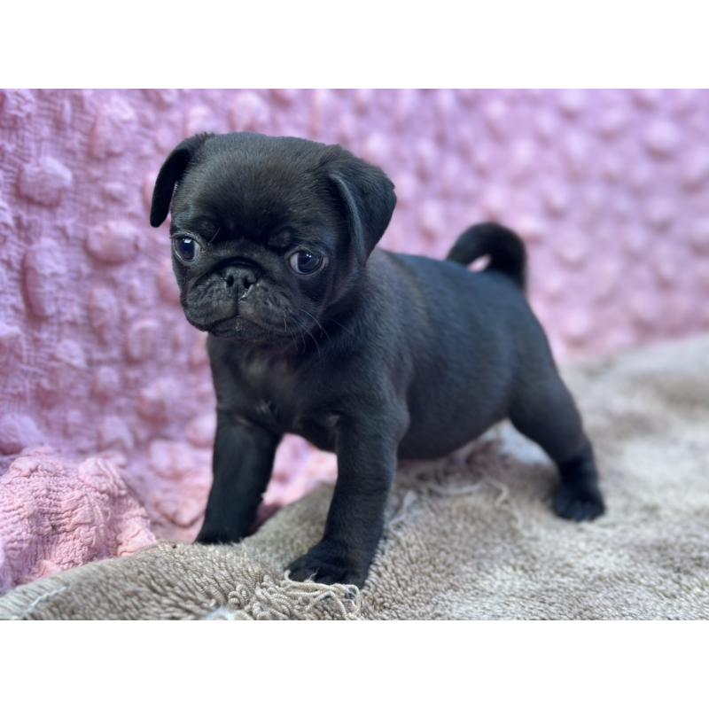 販売中の茨城県のパグ-430044の3枚目