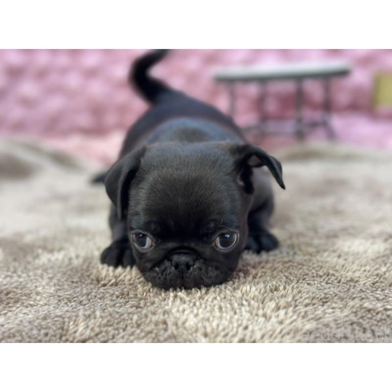 販売中の茨城県のパグ-430044の2枚目