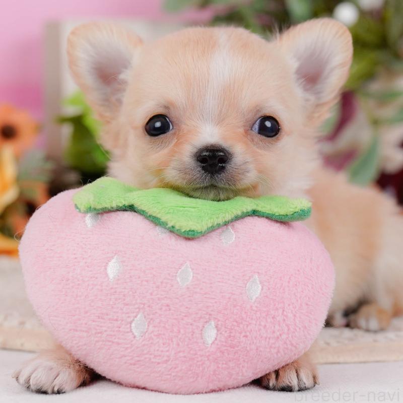 販売中の神奈川県のチワワ(ロングコート)-430045の1枚目