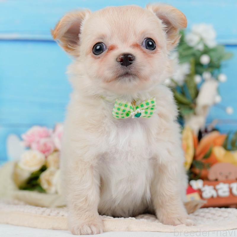 販売中の神奈川県のチワワ(ロングコート)-430046