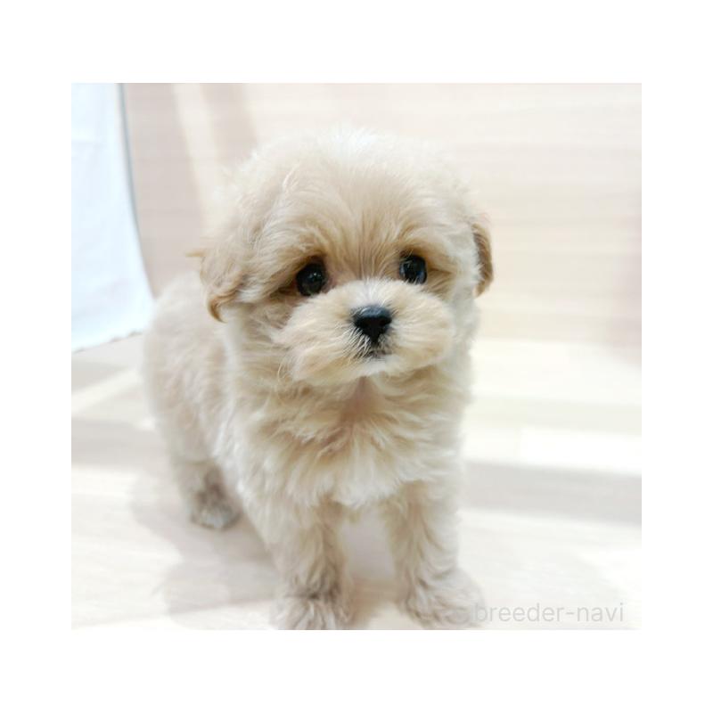 販売中の東京都のマルプー:マルチーズ×トイプードル-430047の1枚目