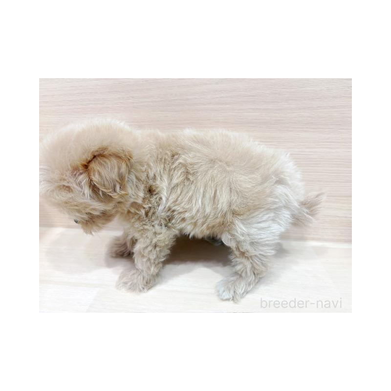 販売中の東京都のマルプー:マルチーズ×トイプードル-430047の5枚目