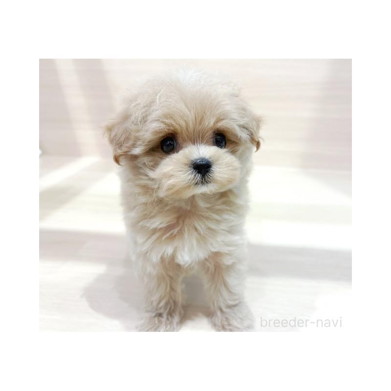 販売中の東京都のマルプー:マルチーズ×トイプードル-430047の4枚目