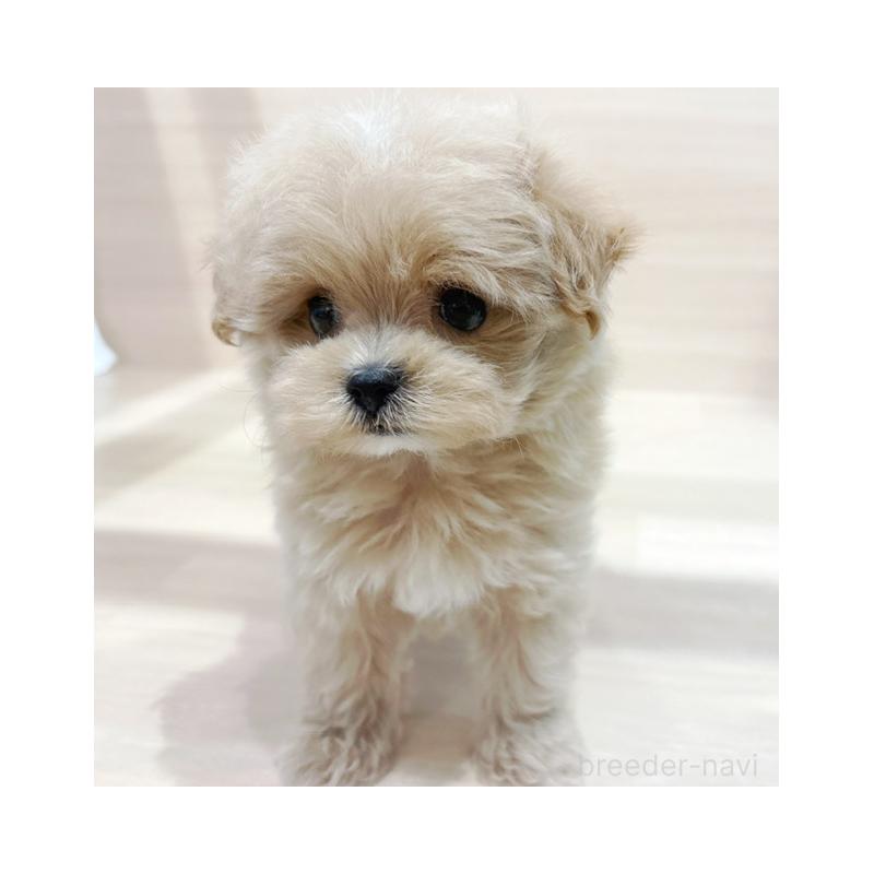 販売中の東京都のマルプー:マルチーズ×トイプードル-430047の3枚目