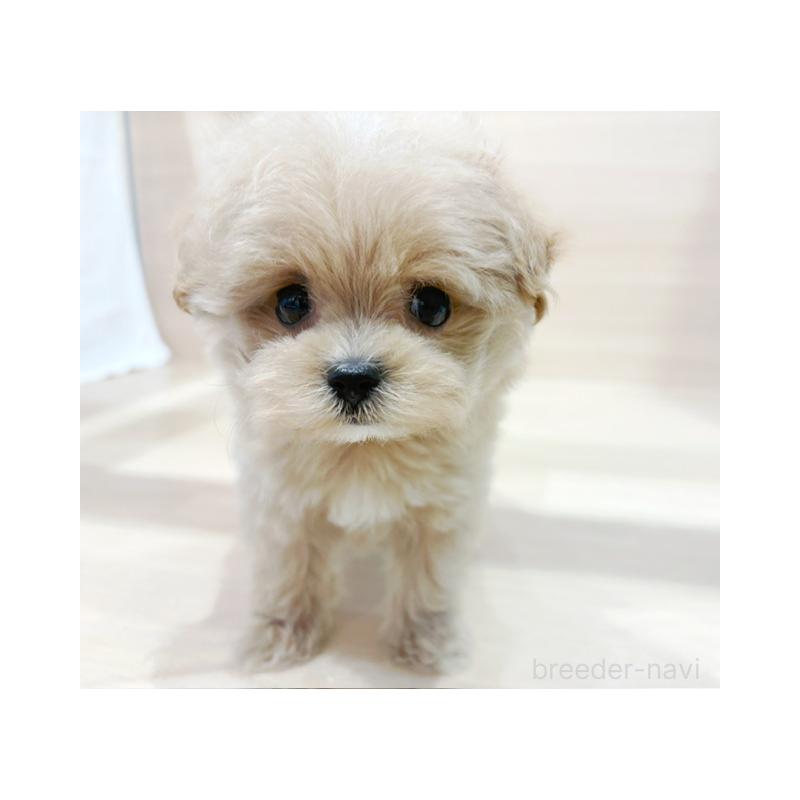販売中の東京都のマルプー:マルチーズ×トイプードル-430047の2枚目