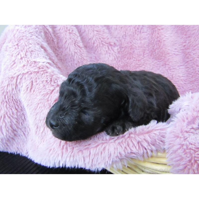 販売中の静岡県のトイプードル-430049の3枚目