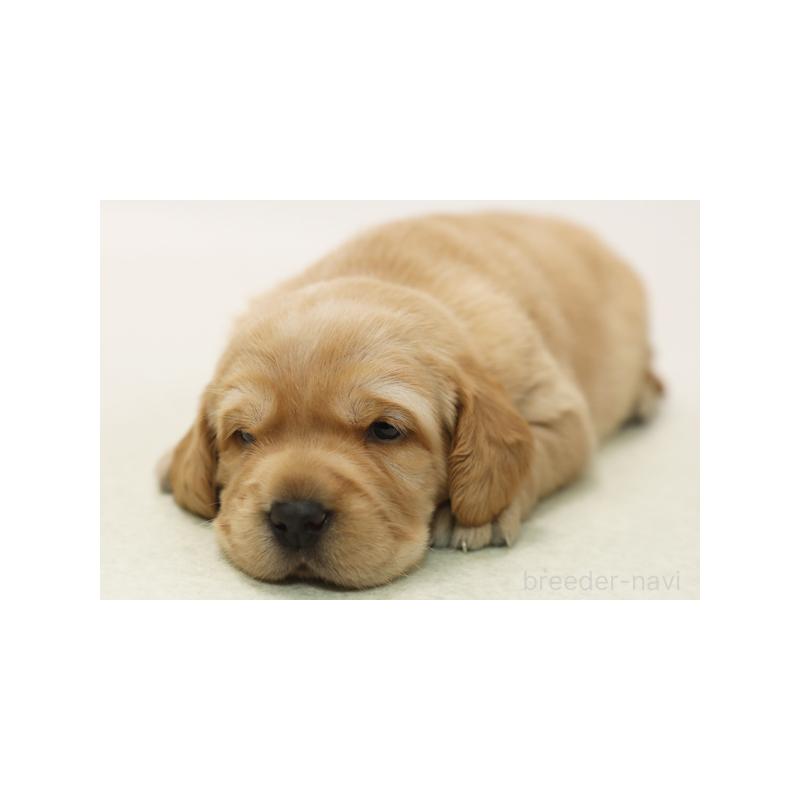 販売中の神奈川県のミックス犬-428626