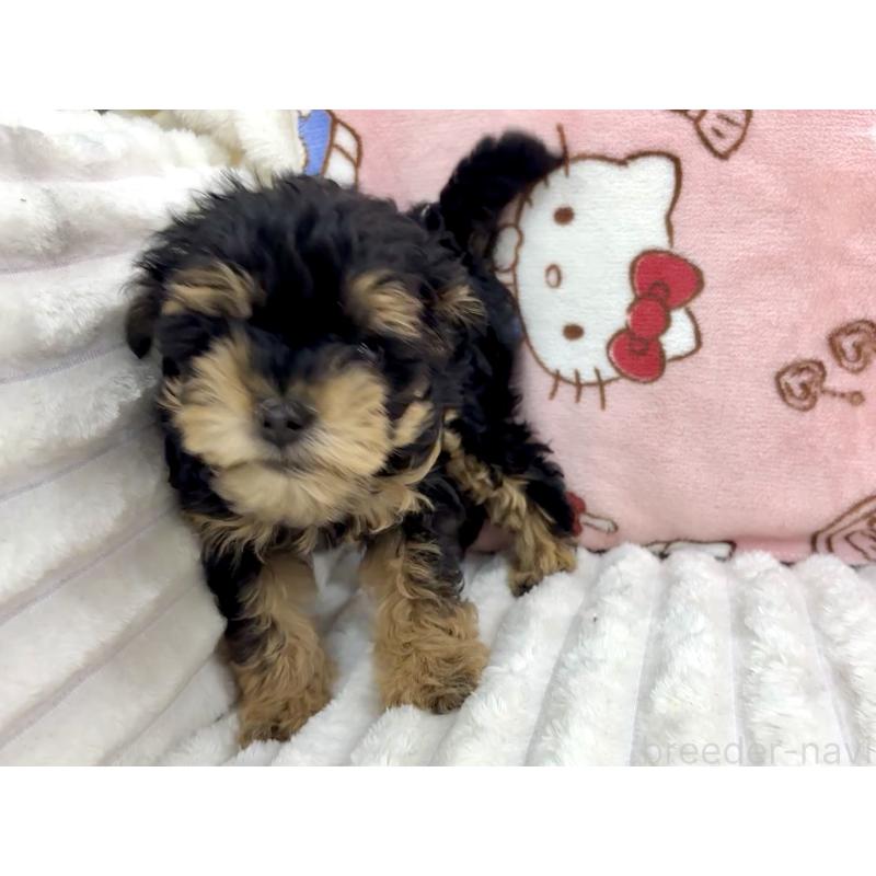 販売中の東京都のチワプー:チワワ×トイプードル-425244の4枚目