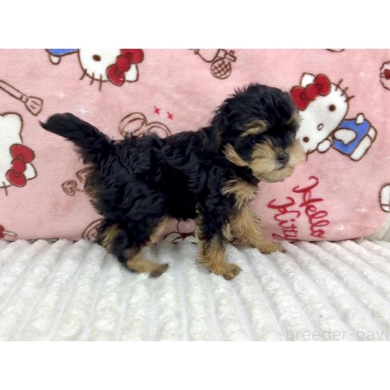 販売中の東京都のチワプー:チワワ×トイプードル-425244の3枚目