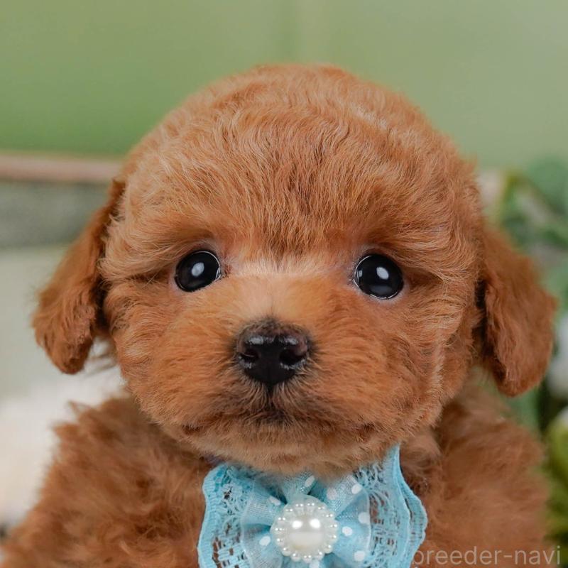 販売中の神奈川県のトイプードル-430050の1枚目