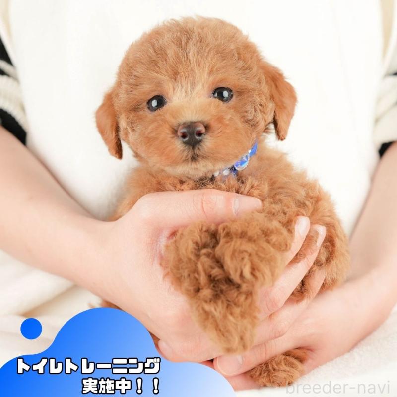 販売中の静岡県のトイプードル-430052