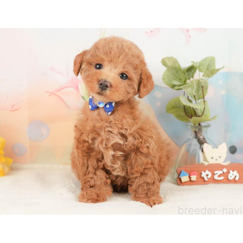 販売中の静岡県のトイプードル-430052の9枚目