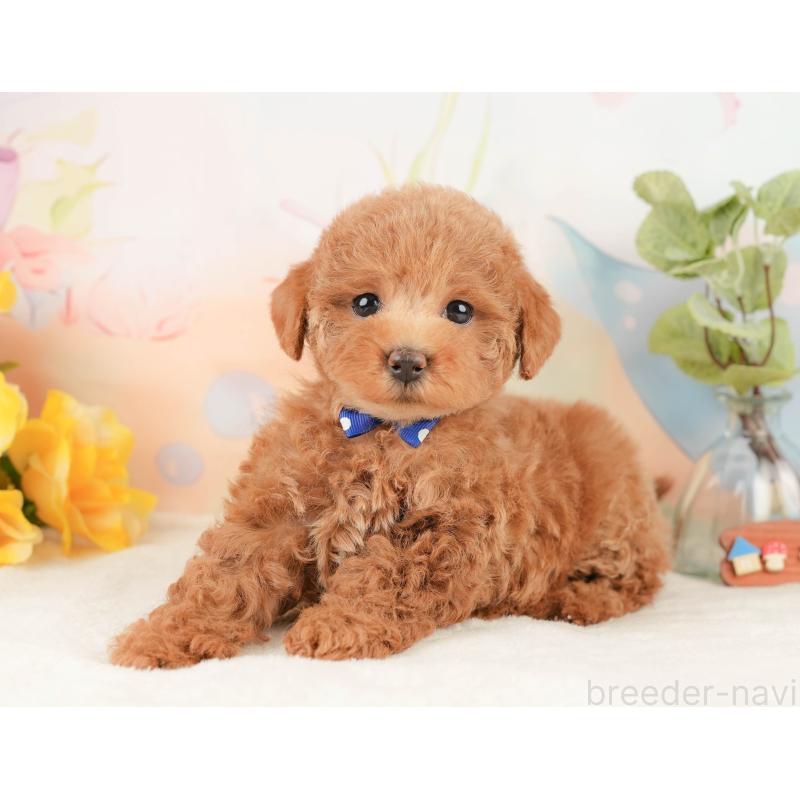 販売中の静岡県のトイプードル-430052の8枚目