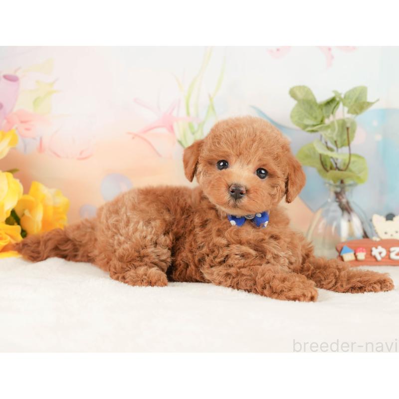 販売中の静岡県のトイプードル-430052の7枚目