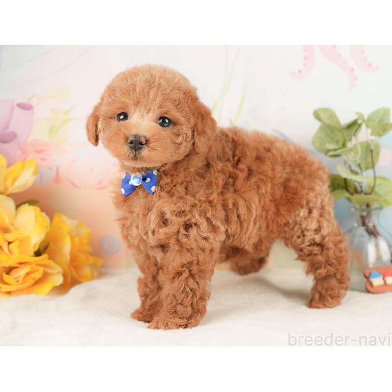 販売中の静岡県のトイプードル-430052の6枚目