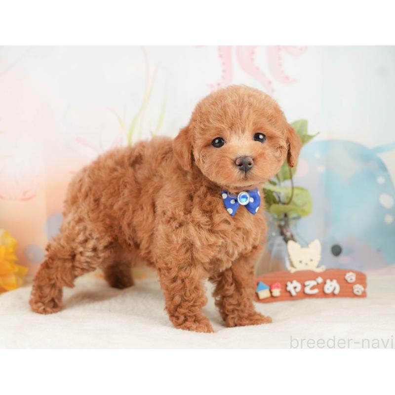 販売中の静岡県のトイプードル-430052の5枚目