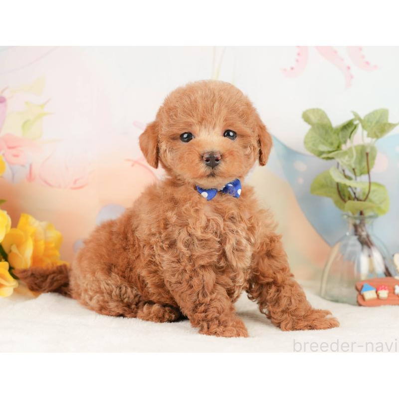 販売中の静岡県のトイプードル-430052の4枚目