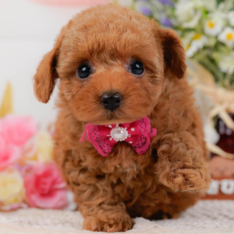 販売中の神奈川県のトイプードル-430051