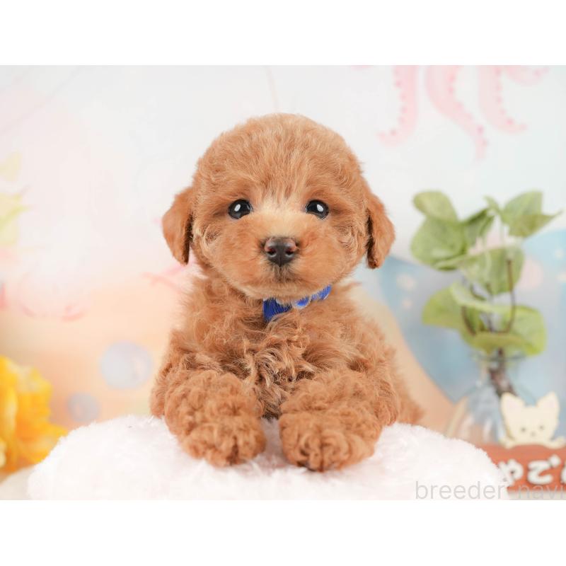 販売中の静岡県のトイプードル-430052の3枚目