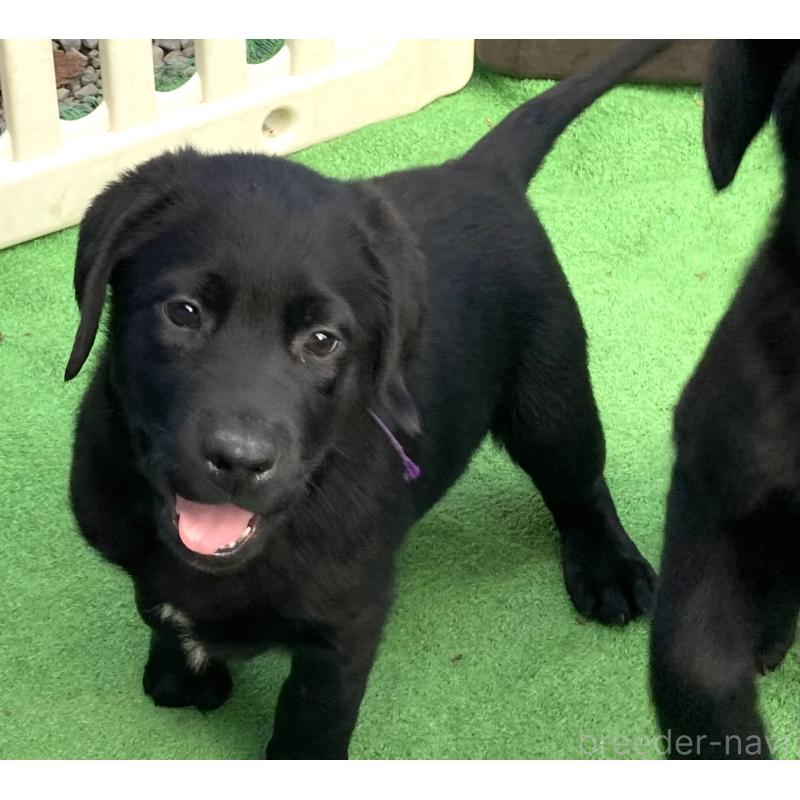 販売中の静岡県のラブラドールレトリーバー-422300